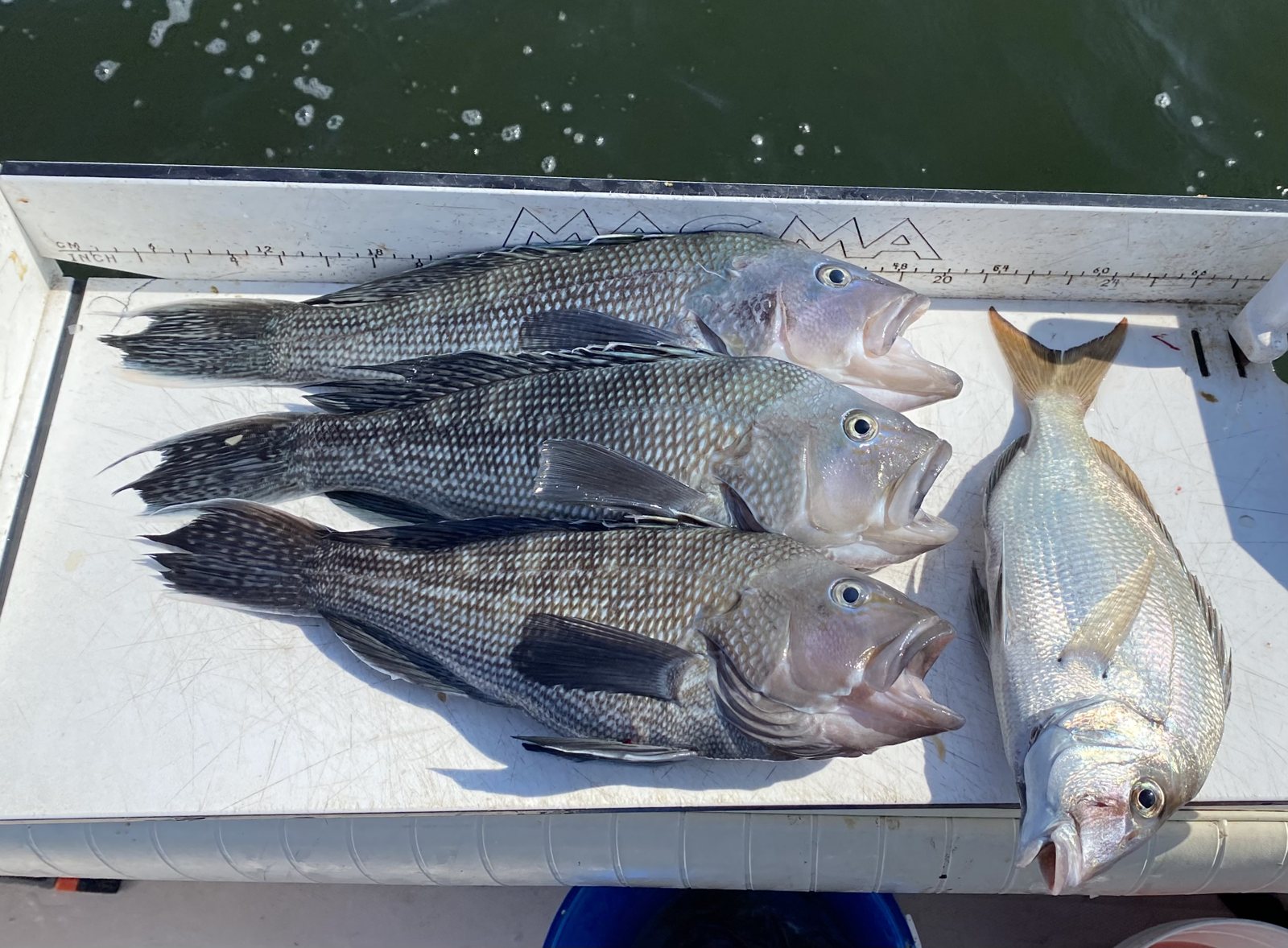 A deck spread of bluefish, sea bass and porgies after a mixed-bag charter