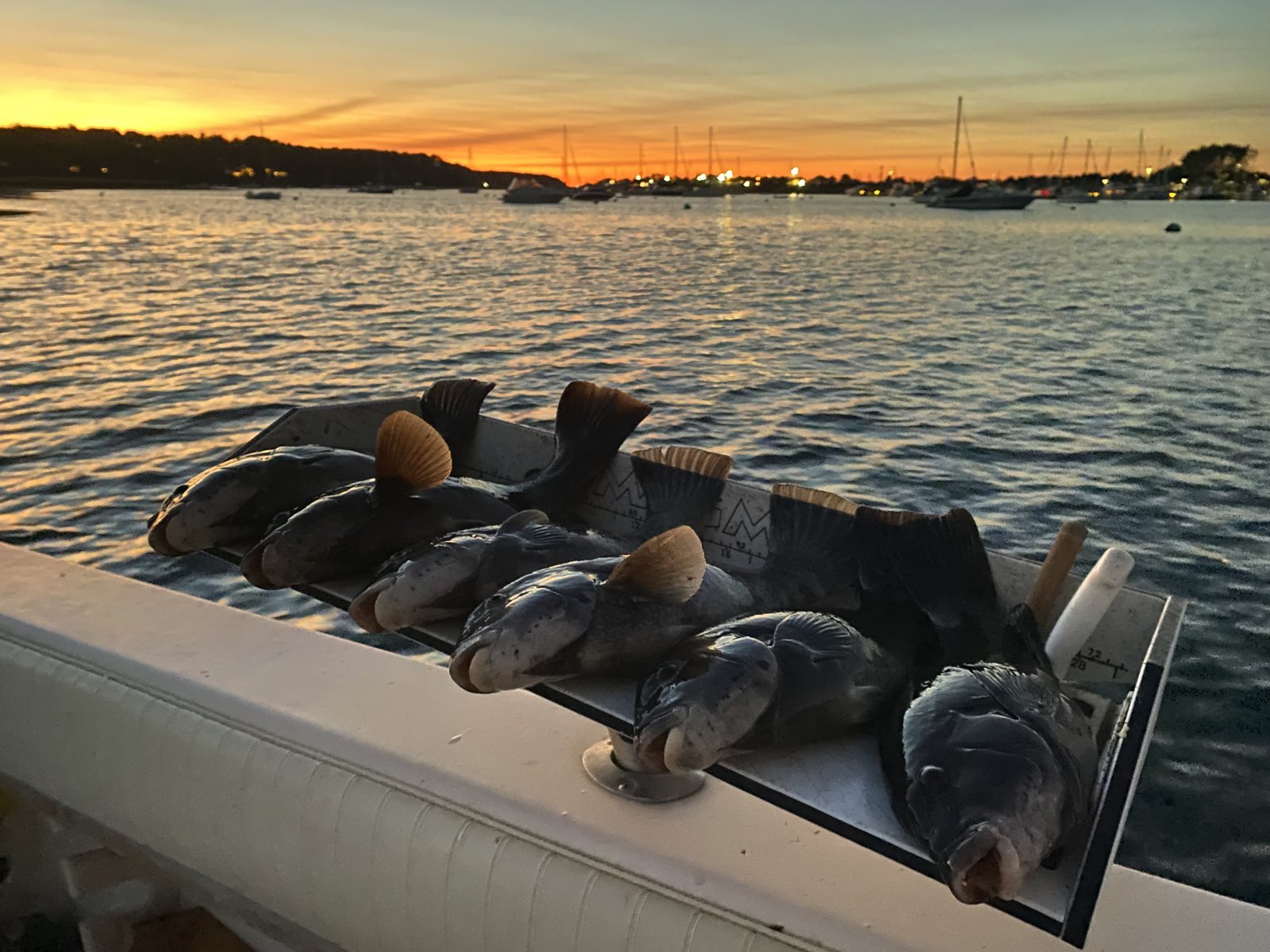 A row of blackfish tautog laid along the gunwale at sunset