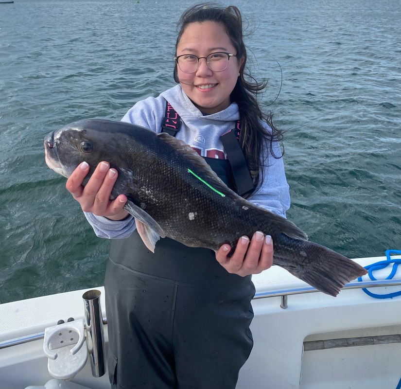 An angler holding a tautog with a green Gray FishTag marker before release on the Long Island Sound